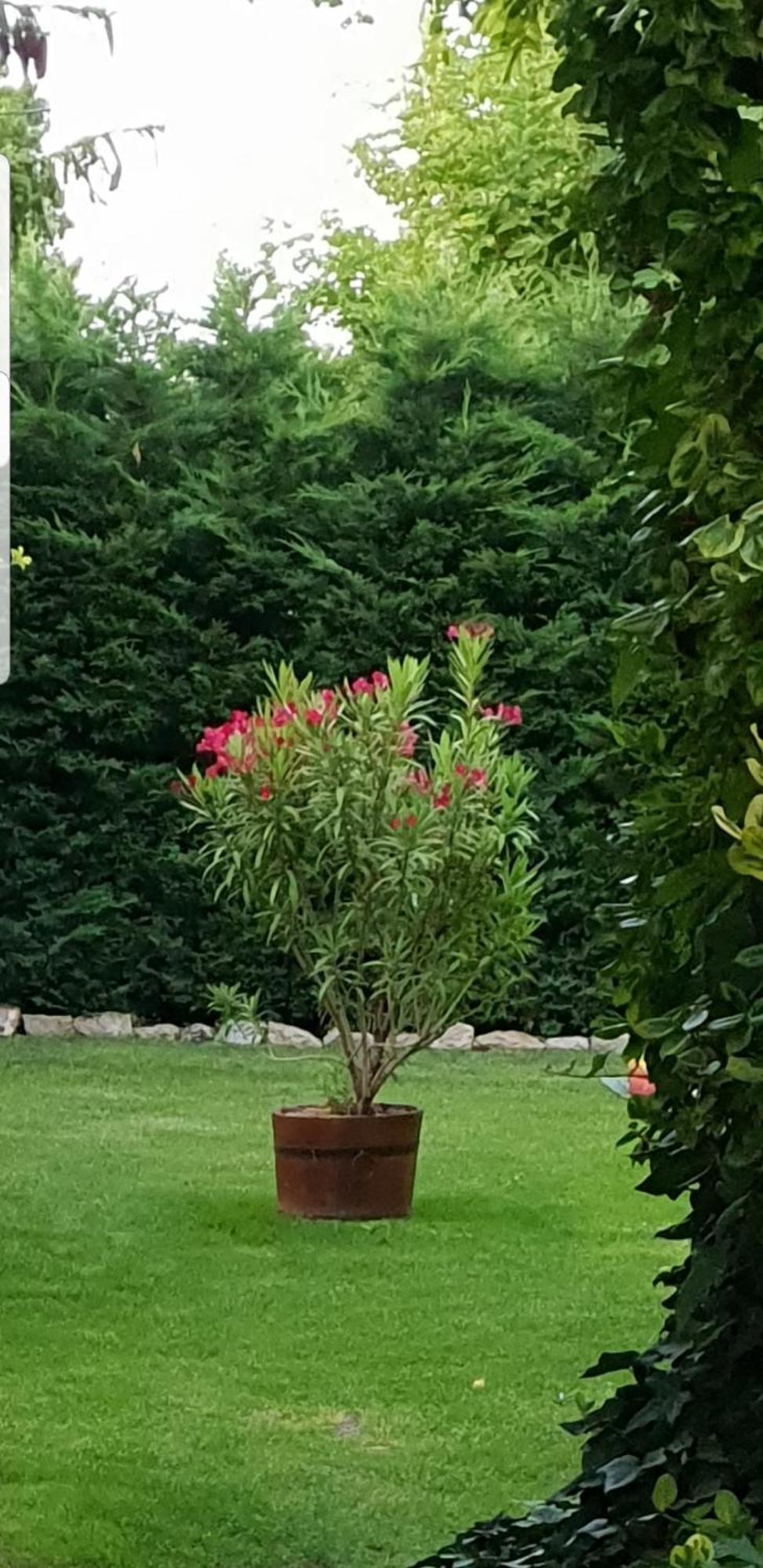 Fuered Deluxe Garden Apartment Balatonfured Luaran gambar